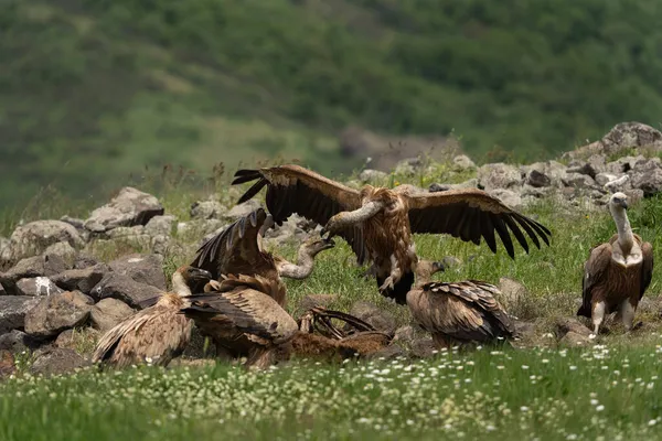 Abutre Griffon Procura Comida Abutres Movendo Nas Montanhas Búlgaras Catadores — Fotografia de Stock