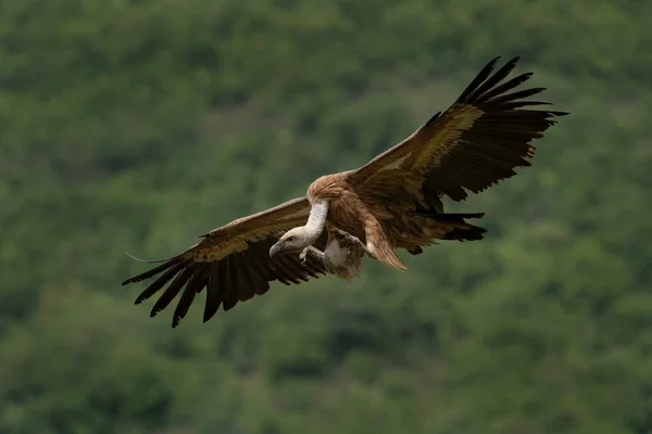 Abutre Griffon Procura Comida Abutres Movendo Nas Montanhas Búlgaras Catadores — Fotografia de Stock
