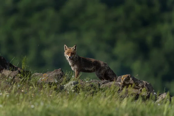 Red Fox Looking Food Fox Spring Rhodope Mountains Bulgaria Wildlife — Stock Photo, Image