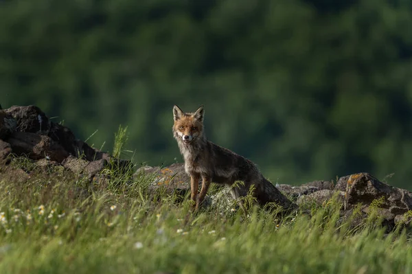 여우가 먹이를 로도피 산맥에서 봄에는 여우가 자란다 불가리아의 — 스톡 사진