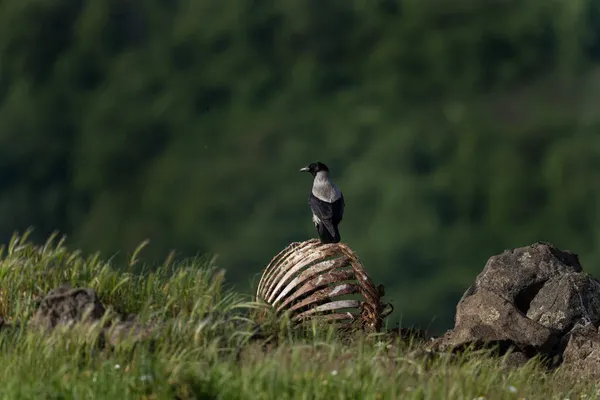 Крук Шукає Їжу Ворона Рухається Болгарських Горах Дика Природа Горах — стокове фото