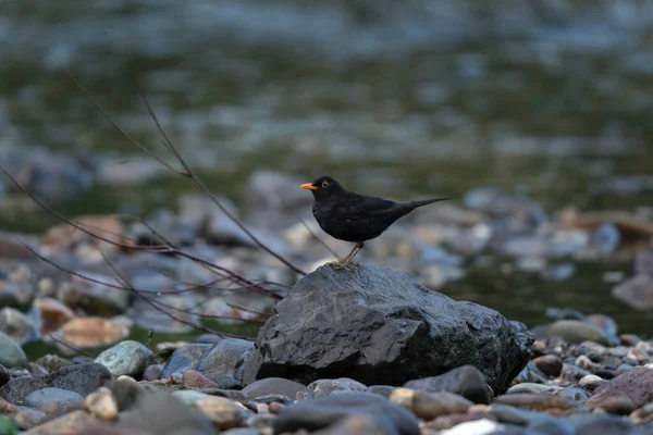 一般的な黒鳥は食べ物を探しています 黒鳥はブルガリア川の近くを移動する ロープ山脈の野生生物 — ストック写真