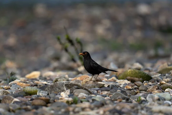 一般的な黒鳥は食べ物を探しています 黒鳥はブルガリア川の近くを移動する ロープ山脈の野生生物 — ストック写真
