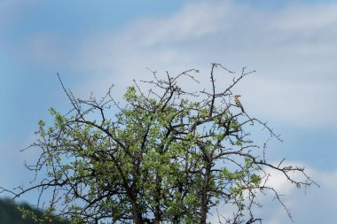 Ağacın tepesinde Avrasya Hupoesi. Hoopoe dinlensin. Rodop dağlarında kuş bilimi.
