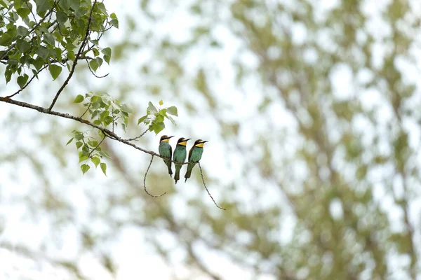 European Bee Eater Branch Ornithology Bulgaria Bee Eater Rhodope Mountains — Stock Photo, Image