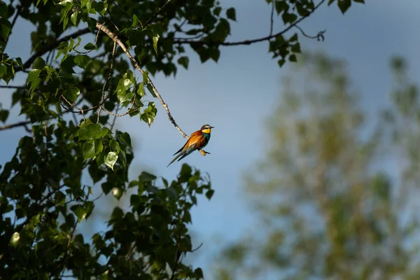 Europäische Bienenfresser Auf Dem Ast Ornithologie Bulgarien Bienenfresser Den Rhodopen — Stockfoto