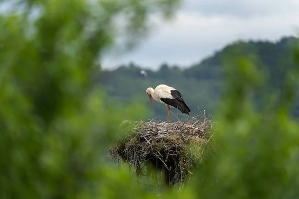 Bílý Čáp Hnízdě Ornitologie Bulharsku Čápě Rhodopských Horách — Stock fotografie