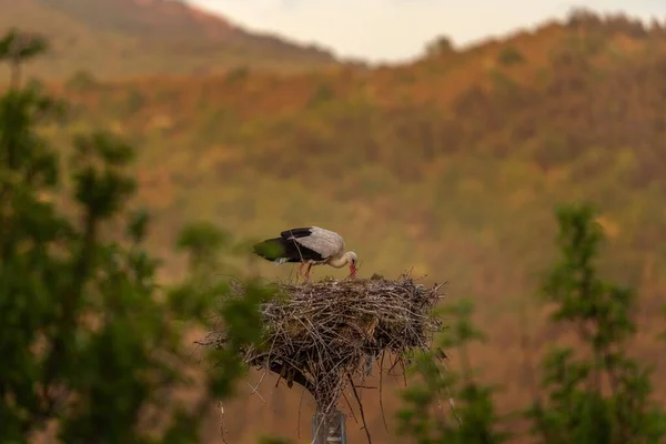 Vit Stork Boet Ornitologi Bulgarien Stork Rhodope Bergen — Stockfoto