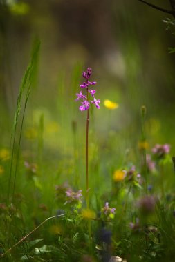 Dactylorhiza romana Bulgaristan 'dan nadir bulunan bir orkide. Orkide çiçeği. Rodop dağlarından bitkiler.
