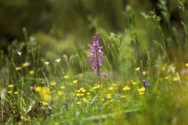 Dactylorhiza romana Bulgaristan 'dan nadir bulunan bir orkide. Orkide çiçeği. Rodop dağlarından bitkiler.