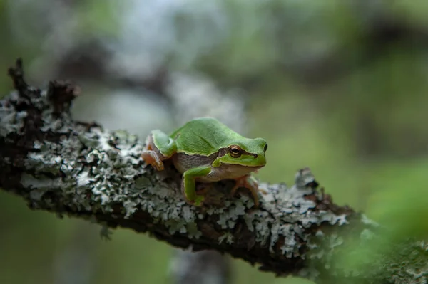 Rana Arbórea Europea Duerme Una Siesta Rama Macro Bulgaria Rana — Foto de Stock