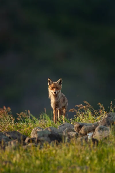 Rotfuchs Auf Nahrungssuche Fuchs Frühling Den Rhodopen Bulgarische Tierwelt — Stockfoto