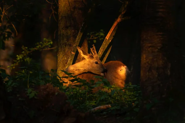 Cervos Roe Floresta Vida Selvagem Europa Durante Primavera Última Luz — Fotografia de Stock