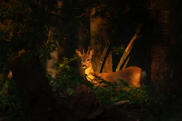 Roe Deer Forest Wildlife Europe Spring Last Light — Stock Photo, Image