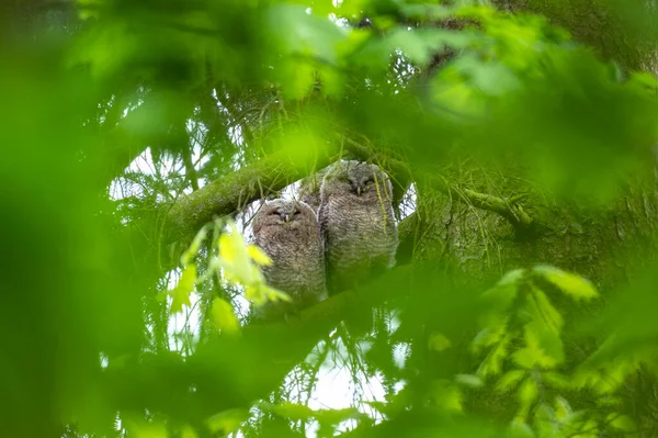 Petits Hiboux Fauves Dans Forêt Jeunes Chouettes Brunes Sur Branche — Photo