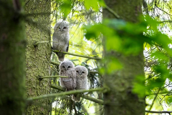 Small Tawny Owls Forest Young Brown Owls Branch European Nature — Stock Photo, Image