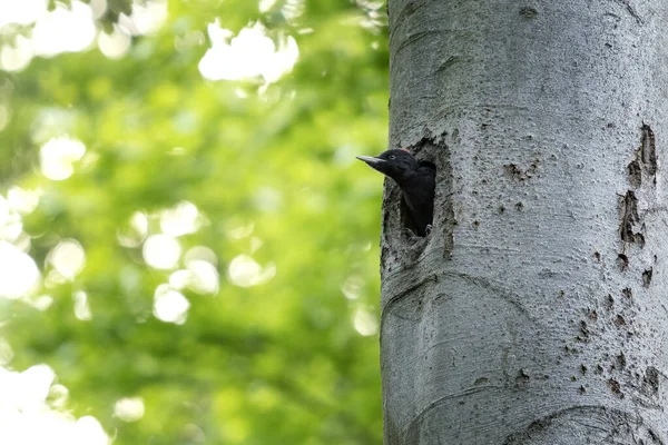 黒いキツツキが木から覗き見している ブナの木こり ヨーロッパの森の中の鳥類学 — ストック写真