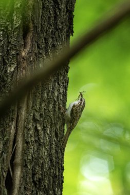 Ağaca tırmanan Avrasyalı ağaç yetiştiricisi. Avrupa Ormanı 'nda Kuşbilim. Ağaç Bekçisi genç besleniyor. 
