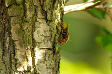 Ağaç kabuğunda Avrupa eşekarısı. Eşek arısı yiyecek arıyor. Avrupa doğası. 