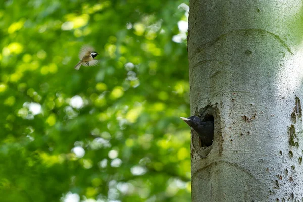 Schwarzspecht Lugt Aus Dem Baum Specht Auf Der Buche Ornithologie — Stockfoto
