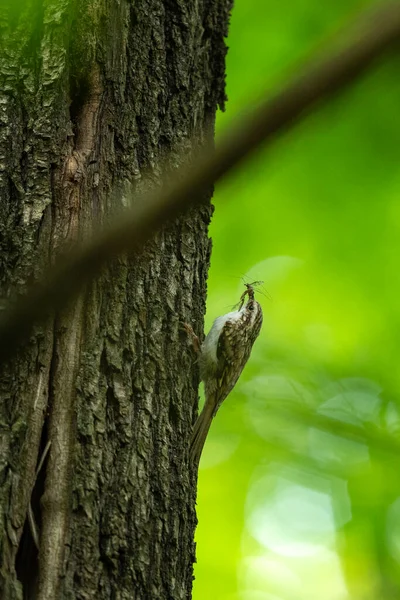 Ağaca Tırmanan Avrasyalı Ağaç Yetiştiricisi Avrupa Ormanı Nda Kuşbilim Ağaç — Stok fotoğraf