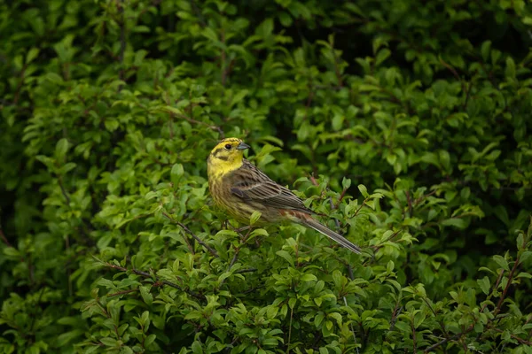 枝に黄色のハンマー 小さな黄色の鳥が茂みに隠れています ヨーロッパの野生動物 — ストック写真