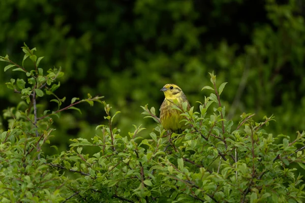 Yellowhammer Branch Small Yellow Bird Hides Bushes European Wildlife — Stock Photo, Image