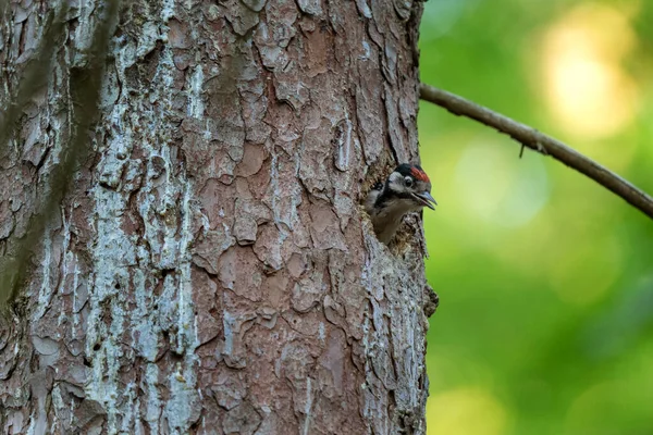 Unga Stora Fläckiga Hackspett Vara Peeping Från Trädet Hackspett Skogen — Stockfoto