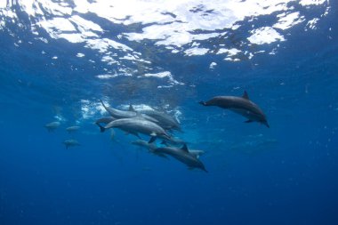 Dönen yunus, stenella longirostris, Mauritius Adası