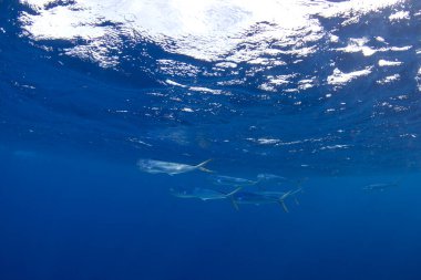 Mahi-mahi, yunus balığı, Mauritius balığı.
