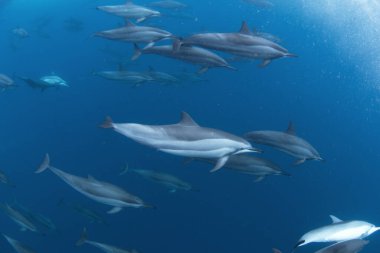 Dönen yunus, stenella longirostris, Mauritius Adası