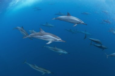 Dönen yunus, stenella longirostris, Mauritius Adası