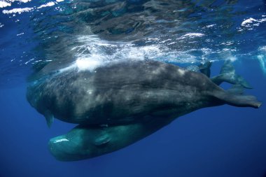 Sperm balinası yüzeyin altında oynuyor. Hint Okyanusu 'ndaki eğlenceli balina. Olağanüstü deniz yaşamı..