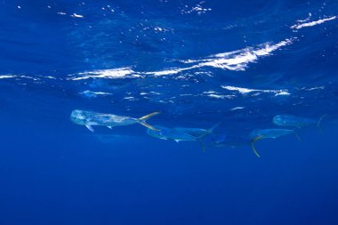 Mahi-mahi, yunus balığı, Mauritius balığı.