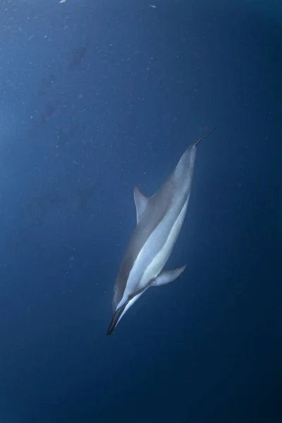 Wirujący Delfin Stenella Longirostris Wyspa Mauritius — Zdjęcie stockowe