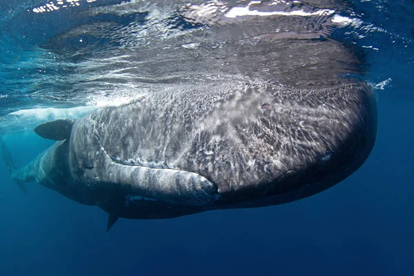 Σπέρμα Φάλαινα Παίζει Κάτω Από Την Επιφάνεια Παιχνιδιάρικη Φάλαινα Στον — Φωτογραφία Αρχείου