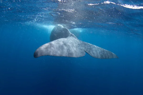 Sperma Walvis Speelt Onder Oppervlakte Speelse Walvis Indische Oceaan Buitengewoon — Stockfoto