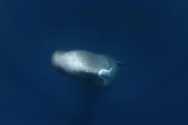 精子クジラは水面下で遊んでいます インドの海での遊び心のあるクジラ 臨時海洋生物 — ストック写真