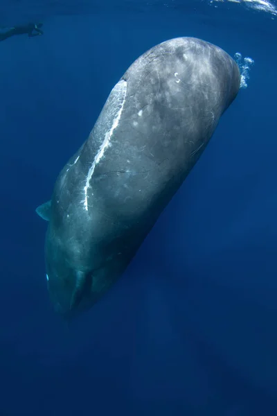 精子クジラは水面下で遊んでいます インドの海での遊び心のあるクジラ 臨時海洋生物 — ストック写真