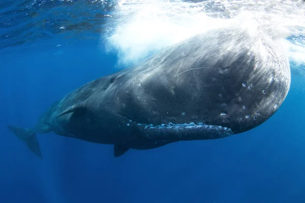 Ballena Espermática Está Jugando Bajo Superficie Ballena Juguetona Océano Índico — Foto de Stock