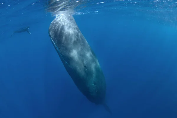 Pottwal Spielt Unter Der Oberfläche Verspielter Wal Indischen Ozean Außergewöhnliche — Stockfoto
