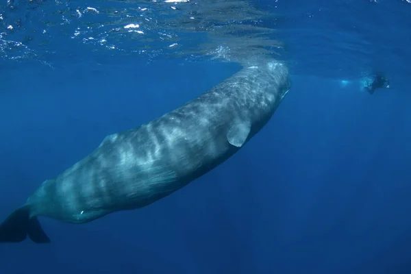 Sperm Whale Physeter Macrocephalus Indian Ocean — Stock Photo, Image