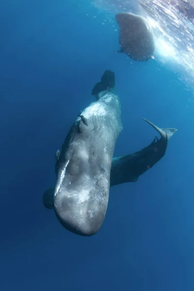 Sperma Walvis Speelt Onder Oppervlakte Speelse Walvis Indische Oceaan Buitengewoon — Stockfoto