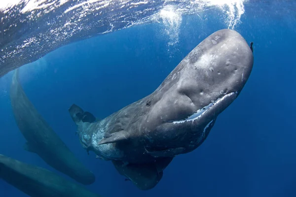 Sperma Walvis Speelt Onder Oppervlakte Speelse Walvis Indische Oceaan Buitengewoon — Stockfoto