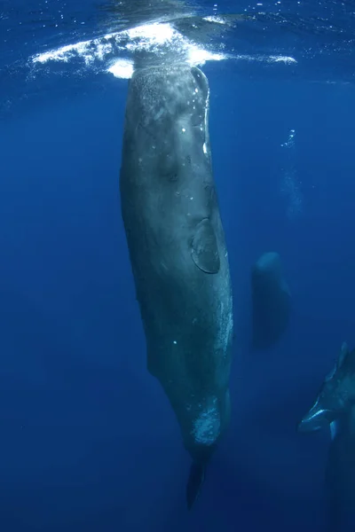 精子クジラは水面下で遊んでいます インドの海での遊び心のあるクジラ 臨時海洋生物 — ストック写真