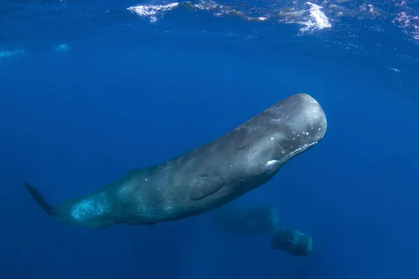 Sperm Whale Playing Surface Playful Whale Indian Ocean Extraordinary Marine — Stock Photo, Image