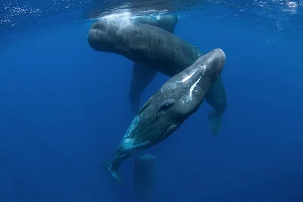 Sperm Whale Playing Surface Playful Whale Indian Ocean Extraordinary Marine — Stock Photo, Image