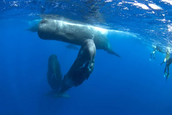 Ballena Espermática Está Jugando Bajo Superficie Ballena Juguetona Océano Índico —  Fotos de Stock