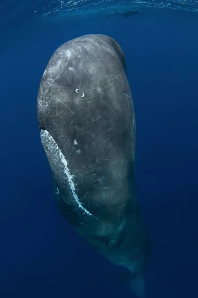 精子クジラは水面下で遊んでいます インドの海での遊び心のあるクジラ 臨時海洋生物 — ストック写真