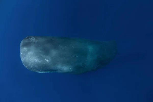 Sperm Whale Playing Surface Playful Whale Indian Ocean Extraordinary Marine — Stock Photo, Image